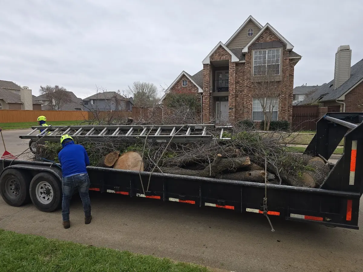 Expert Tree Removal with proper safety equipment in Bear Branch